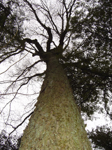 Ecology and Tree Surveys